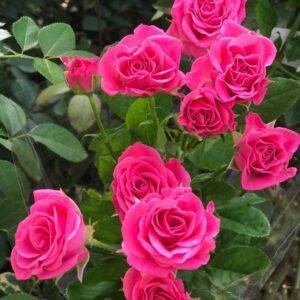 Розы спрей описание лучших сортов посадка и уход размножение и подготовка к зиме - 44 фото